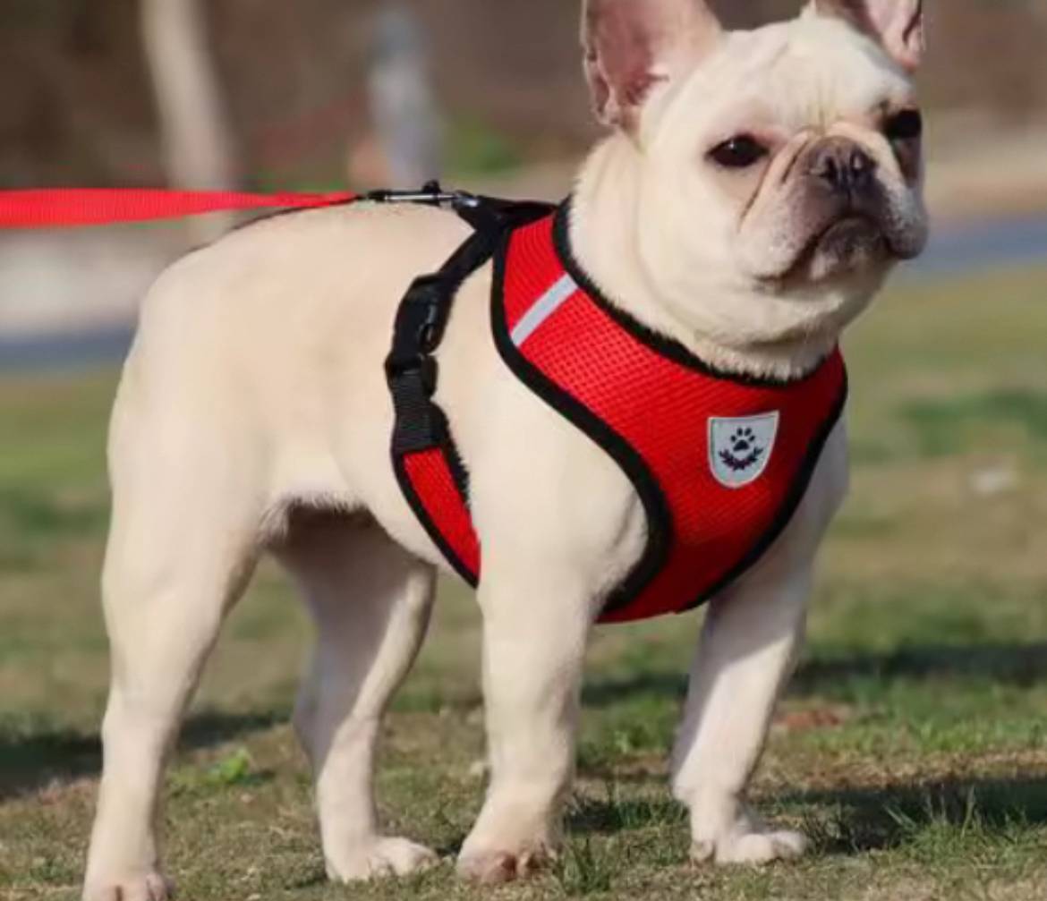 Reflective Pet Harness